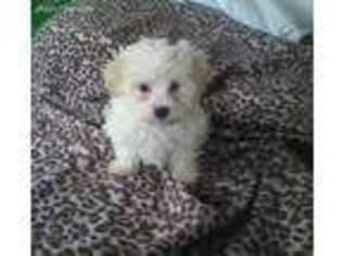 Maltese Puppy for sale in Watertown, NY, USA
