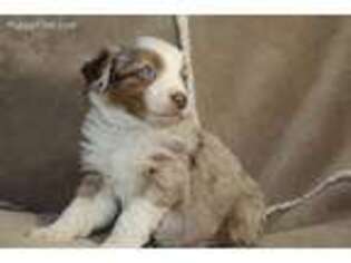 Australian Shepherd Puppy for sale in Sandy Hook, KY, USA
