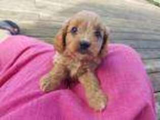 Cavapoo Puppy for sale in Romney, WV, USA