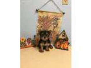 Yorkshire Terrier Puppy for sale in Edgewood, TX, USA