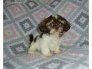 Mutt Puppy for sale in Wildwood, FL, USA