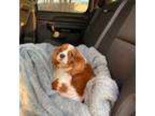 Cavalier King Charles Spaniel Puppy for sale in Comer, GA, USA