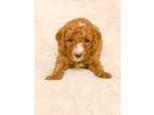 Goldendoodle Puppy for sale in Melbourne, KY, USA