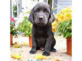 Labrador Retriever Puppy for sale in Chatham, NY, USA