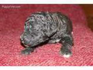Mutt Puppy for sale in Dawn, MO, USA