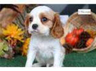 Cavalier King Charles Spaniel Puppy for sale in Battle Creek, MI, USA