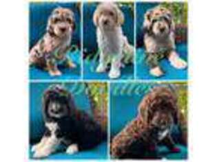 Labradoodle Puppy for sale in Corydon, IN, USA