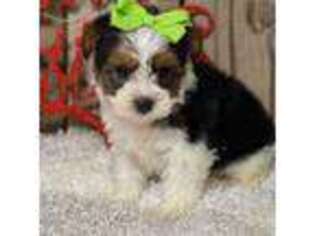 Yorkshire Terrier Puppy for sale in Finley, OK, USA