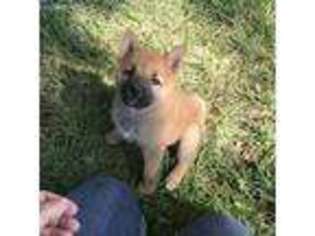 Shiba Inu Puppy for sale in Versailles, MO, USA