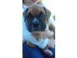 Boxer Puppy for sale in Lake City, FL, USA