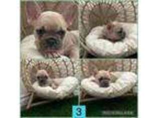 French Bulldog Puppy for sale in Rockwall, TX, USA