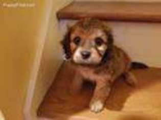 Cavachon Puppy for sale in Cheraw, SC, USA