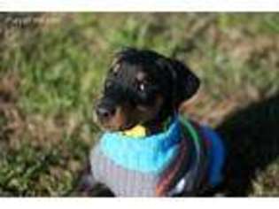 Doberman Pinscher Puppy for sale in Fort Worth, TX, USA