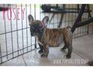 French Bulldog Puppy for sale in Pembroke Pines, FL, USA