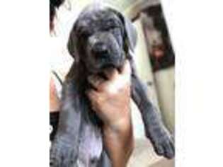 Great Dane Puppy for sale in Yucaipa, CA, USA