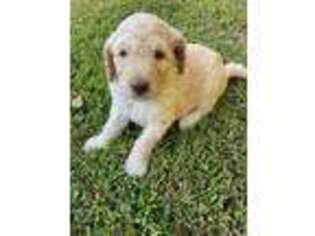Labradoodle Puppy for sale in Laurens, SC, USA