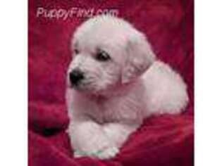 Golden Retriever Puppy for sale in Collegeville, PA, USA