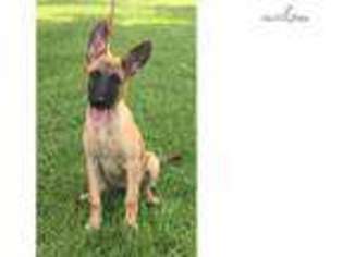 Belgian Malinois Puppy for sale in Hattiesburg, MS, USA