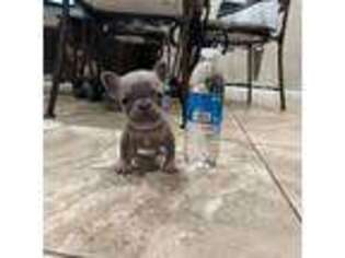 French Bulldog Puppy for sale in San Jose, CA, USA