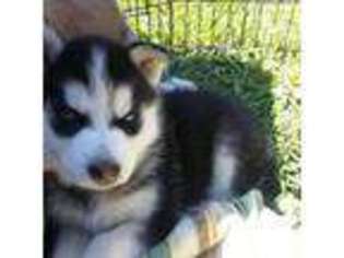 Siberian Husky Puppy for sale in PASADENA, TX, USA