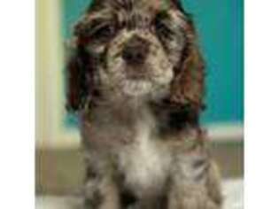Cocker Spaniel Puppy for sale in Norman, OK, USA