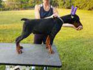 Doberman Pinscher Puppy for sale in Osawatomie, KS, USA