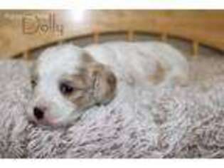 Cavachon Puppy for sale in Hardy, VA, USA