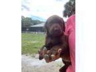Labrador Retriever Puppy for sale in Indiantown, FL, USA