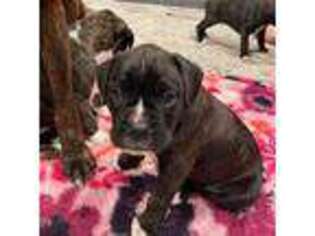 Boxer Puppy for sale in Vancouver, WA, USA