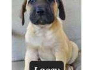 Mastiff Puppy for sale in Marengo, IL, USA