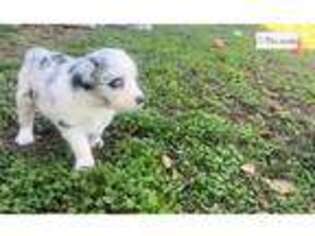 Miniature Australian Shepherd Puppy for sale in Abilene, TX, USA