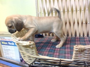 Puggle Puppy for sale in Denver, CO, USA