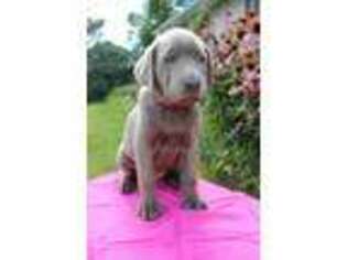 Labrador Retriever Puppy for sale in Decorah, IA, USA
