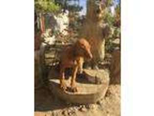 Vizsla Puppy for sale in Phelan, CA, USA