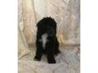 Mutt Puppy for sale in Danielson, CT, USA
