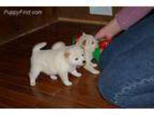 Shiba Inu Puppy for sale in Alma, NE, USA
