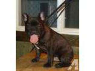 French Bulldog Puppy for sale in DAYTON, TX, USA