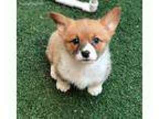 Pembroke Welsh Corgi Puppy for sale in Princeton, TX, USA
