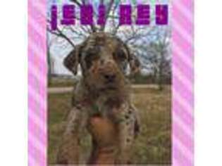 Labradoodle Puppy for sale in Fayetteville, AR, USA