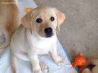 Labrador Retriever Puppy for sale in New Braunfels, TX, USA