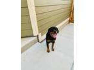 Rottweiler Puppy for sale in Denver, CO, USA