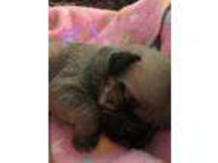 Bullmastiff Puppy for sale in Southlake, TX, USA