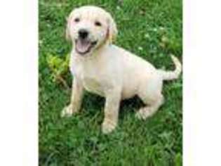 Golden Retriever Puppy for sale in Martelle, IA, USA