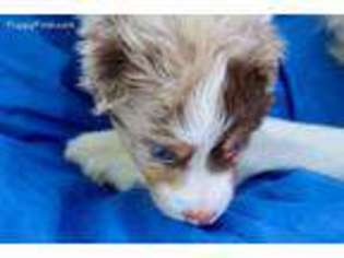 Australian Shepherd Puppy for sale in Riverside, CA, USA