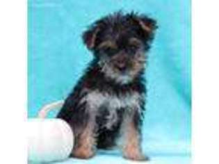 Yorkshire Terrier Puppy for sale in Peach Bottom, PA, USA