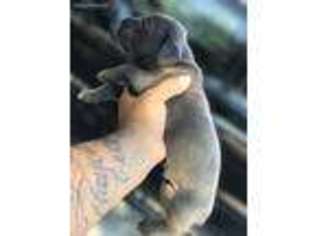 Cane Corso Puppy for sale in Goodyear, AZ, USA