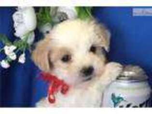 Maltese Puppy for sale in Phoenix, AZ, USA