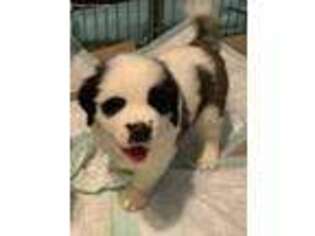 Saint Bernard Puppy for sale in Pensacola, FL, USA