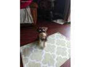 Mutt Puppy for sale in Borden, IN, USA