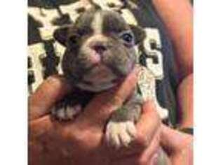 French Bulldog Puppy for sale in Branson, MO, USA